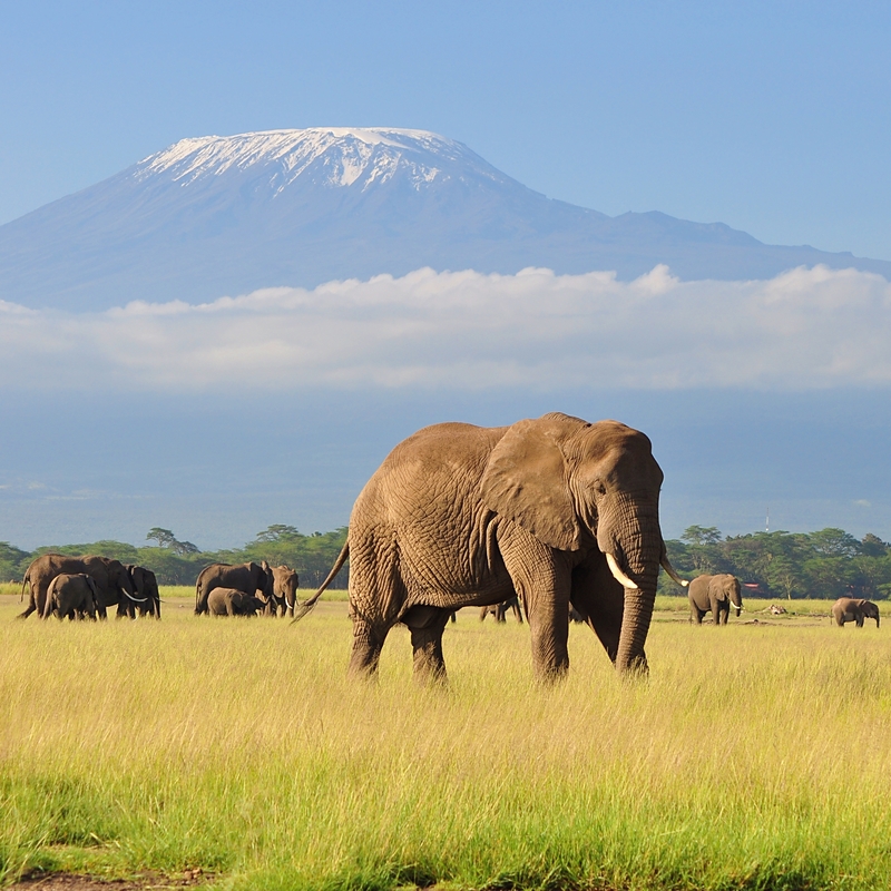 Amboseli