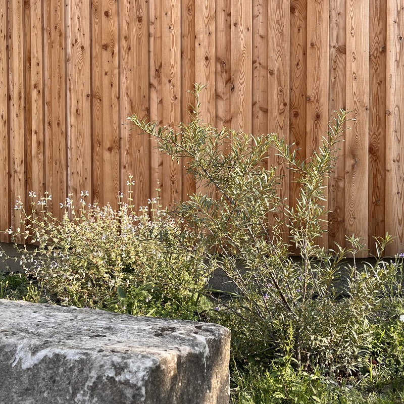 Lärchenholz und naturnahe Bepflanzung mit Sanddorn und Muskateller Salbei