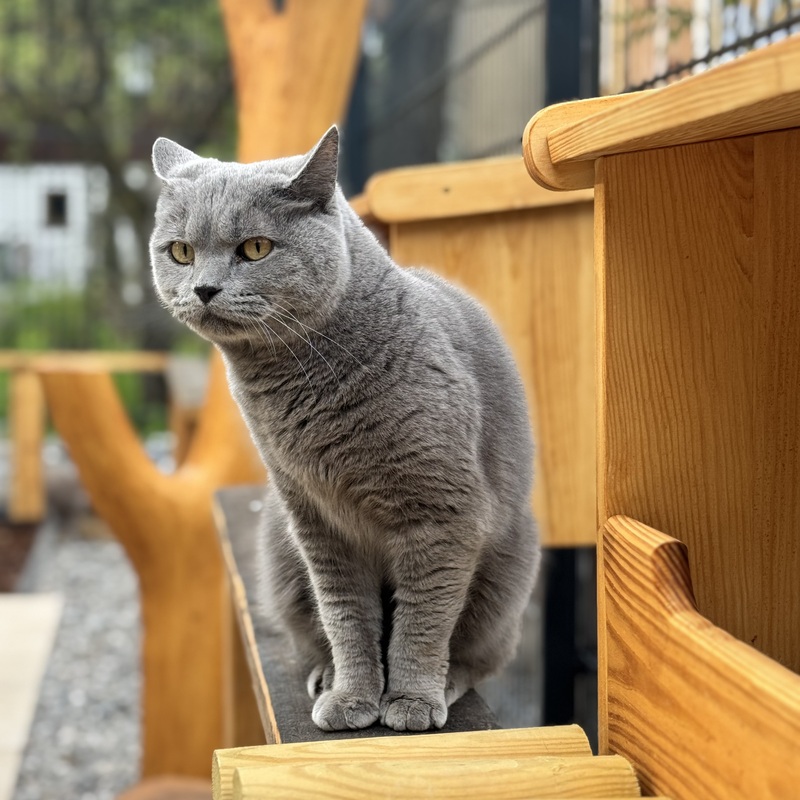 Katzenpension Berlin Brandenburg  