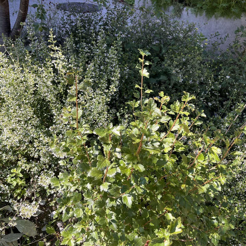 Calamintha - Bienenfutter