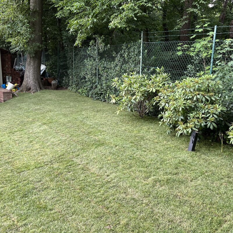 Grüne Rasenfläche mit dichter Hecke