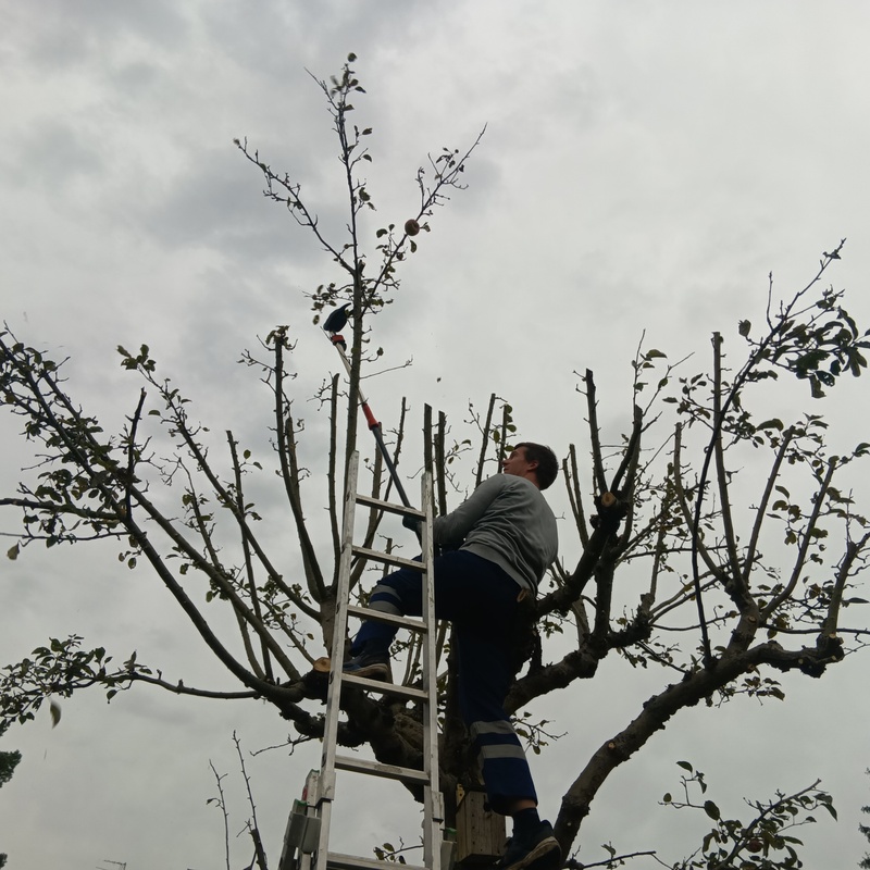Herr Horvath schneidet den Apfelbaum im Schulgarten - 2025