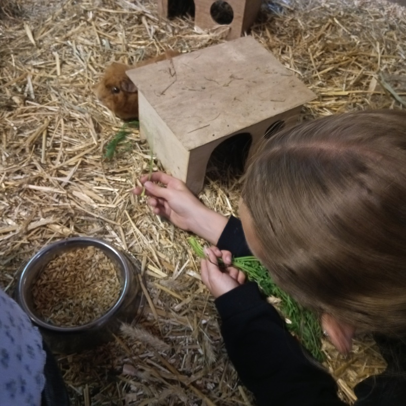Die Kinder der Naturfreunde-AG bringen den Meerschweinchen im Kinderbunten Bauernhof im Wedding frisches Grün