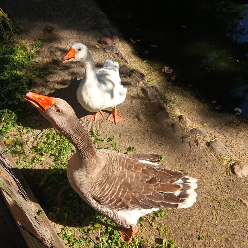 Die Naturfreunde-AG bringt den Gänsen im Kinderbunten Bauernhof im Wedding frisches Grün