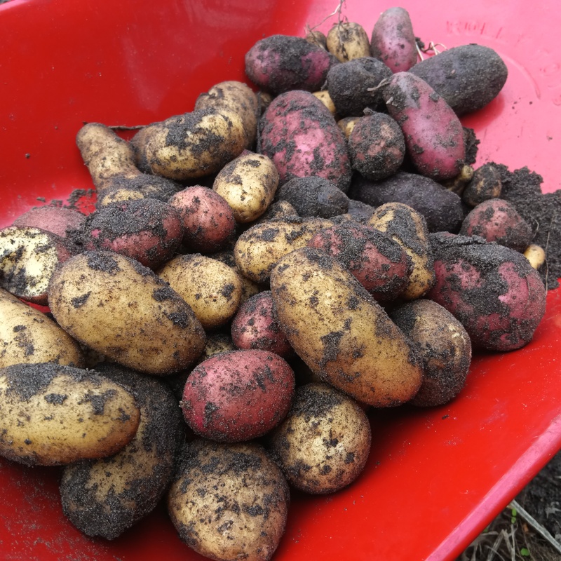 Die Naturfreunde-AG erntet ihre Kartoffeln um sie dann zu essen