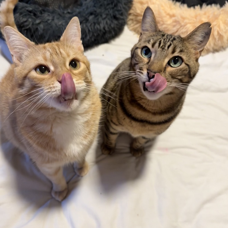 Erwin und Jötünn sind sich einig. Das war lecker.