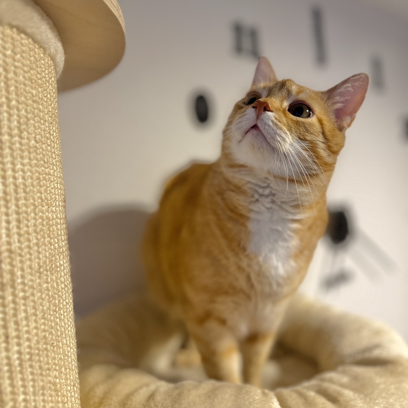 Erwin prüft die Lage. Vielleicht gibt es Lekerlis eine Etage höher.