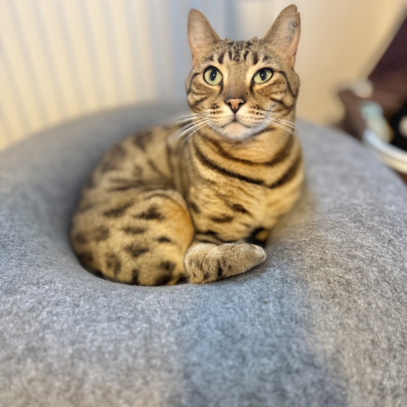 Jötunn in seiner Mulde. Maximale Entspannung.