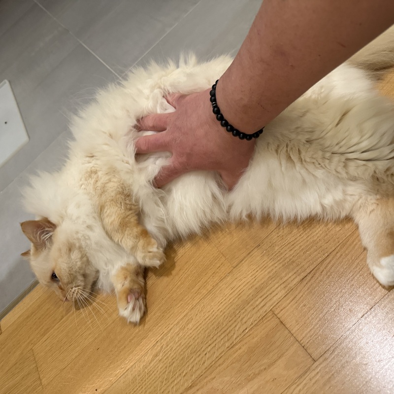 Bauchfreigabe erfolgt. Luno zeigt maximales Wohlbefinden.