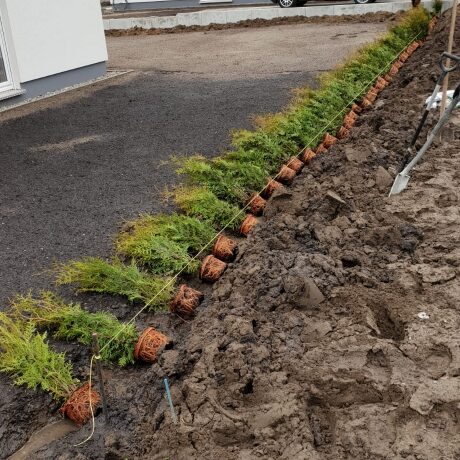 Rollrasen mit Begrünung