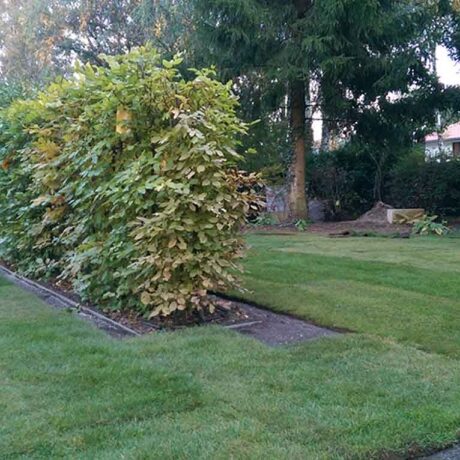 Rollrasen neben Hecke