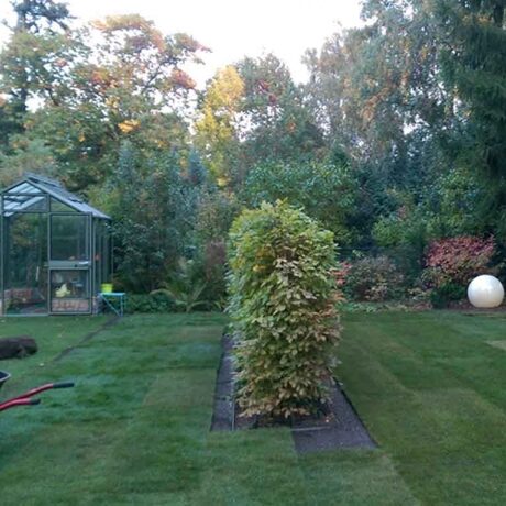 Rollrasen im Schatten