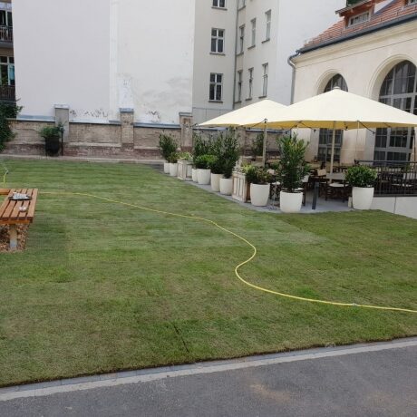 Rollrasen im Schatten