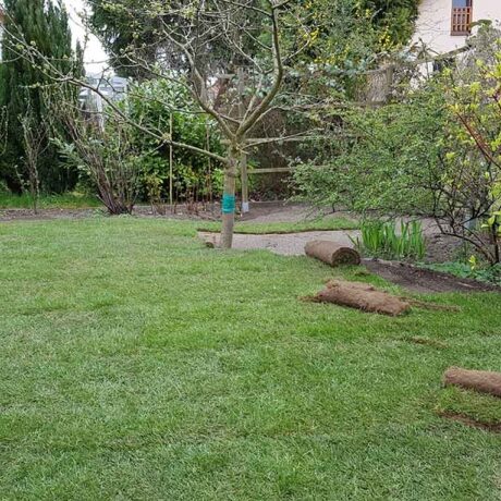 Rollrasen neben Bäumen