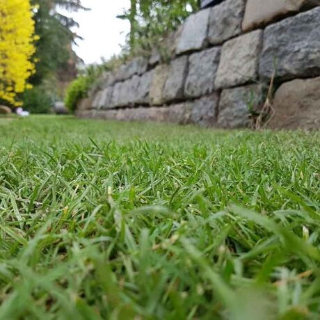 Rollrasen Nahaufnahme