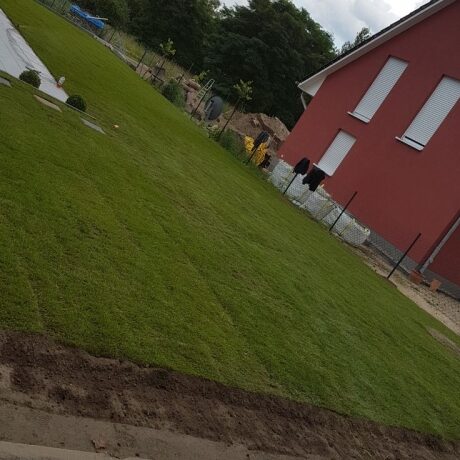 Angewachsener Rollrasen