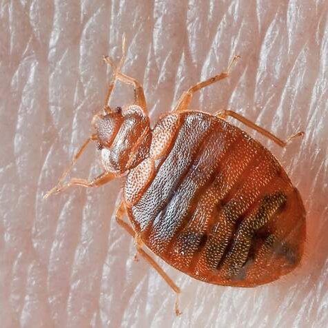 Bed bug on skin
