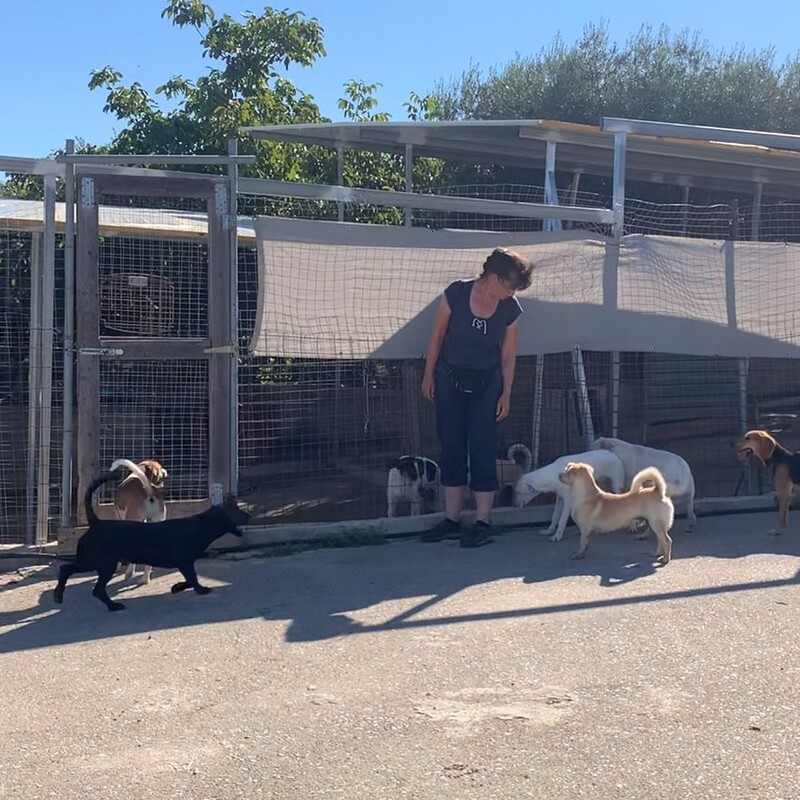 So können Hunde wechselnd miteinander in Kontakt treten.