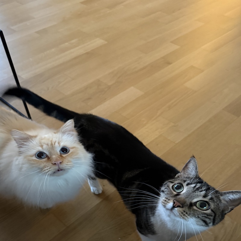 Empfangskomitee vollständig versammelt. Der Katzensitter kann nun das Futter servieren.