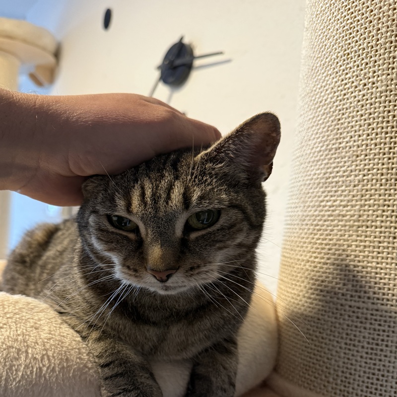 Der Katzensitter ist da. Humboldt hat die Streicheleinheit genehmigt.