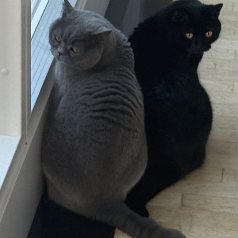 Kofi & Churchill - wir haben alles im Blick