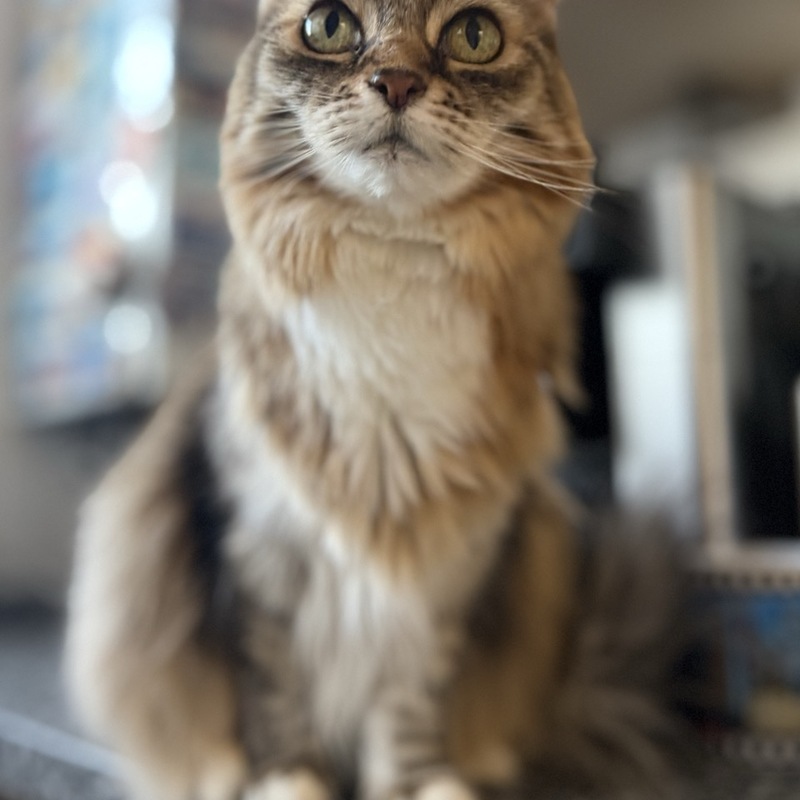 Lilly überwacht die Abläufe des Katzensitters