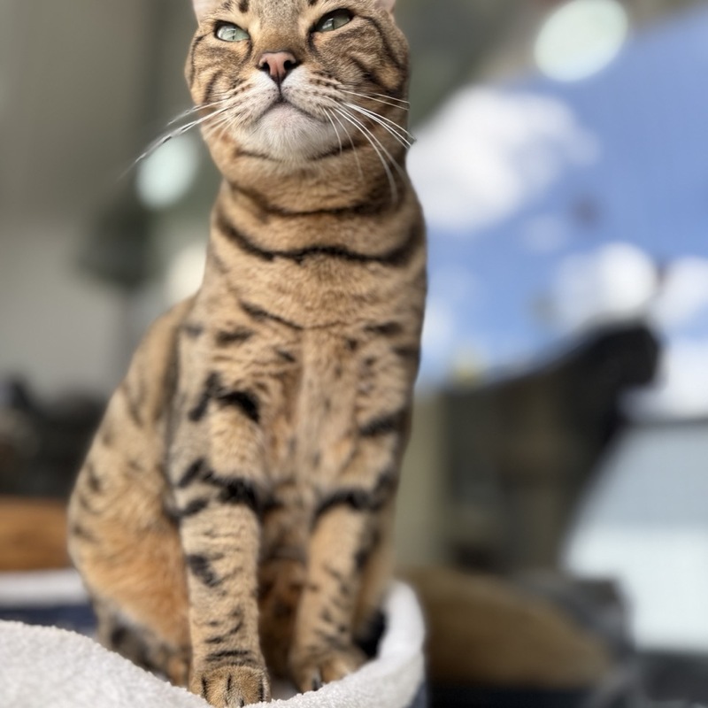 Jötunn genießt die Sonne auf dem Balkon