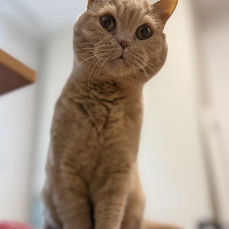 Toffee weiß genau, wie er Herzen zum schmelzen bringt