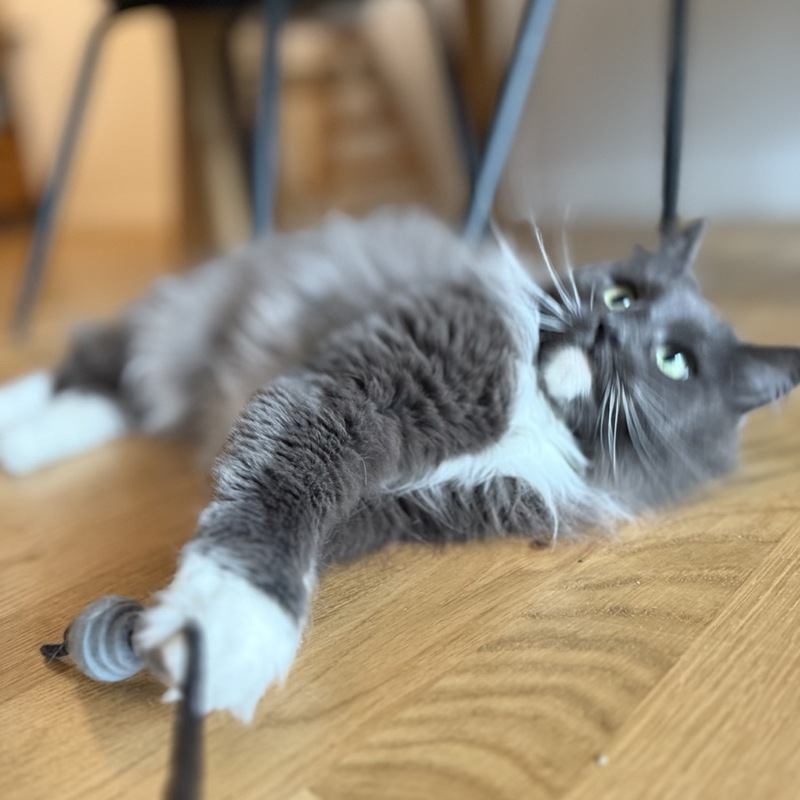 Kira hat beschlossen, dass es jetzt Zeit fürs spielen ist.