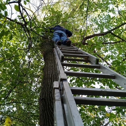 Frau Beier schenkt uns zwei Fledermaushäuschen, Herr Manthey bringt sie am Baum an