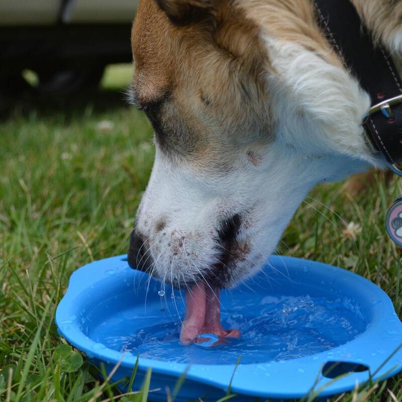 Pet Safety – Dogs 🐶
Dogs can be sensitive to bacteria, heavy metals, and chemicals in water, which may cause digestive issues or long-term health problems—filtered water helps reduce these risks.