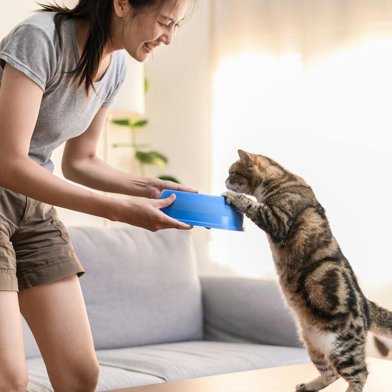 Pet Safety – Cats 🐱
Cats are often picky drinkers, and poor water taste or odor can reduce their water intake, potentially leading to dehydration or urinary issues.