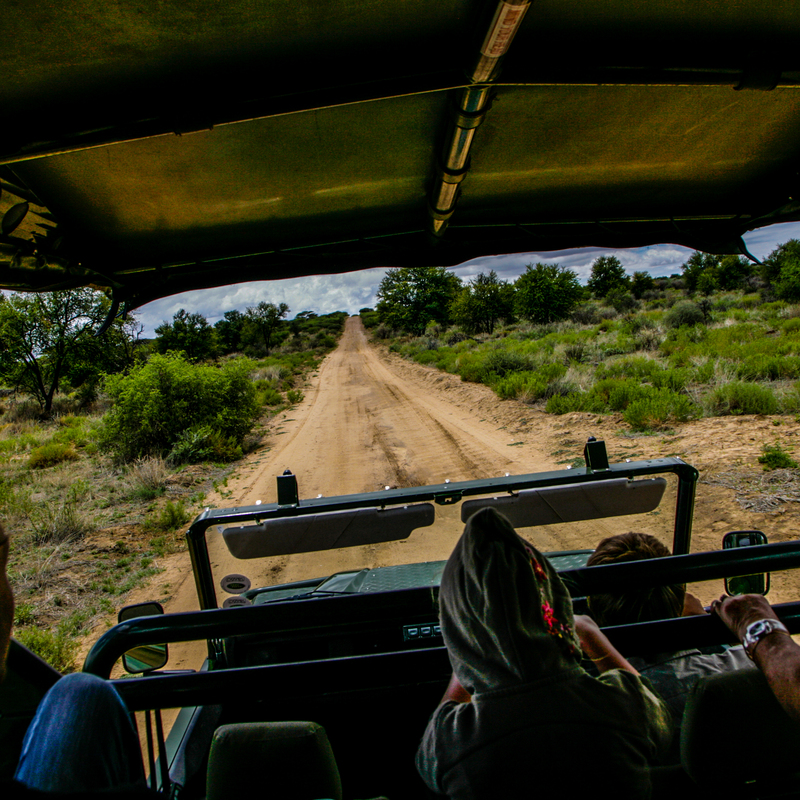 Safari