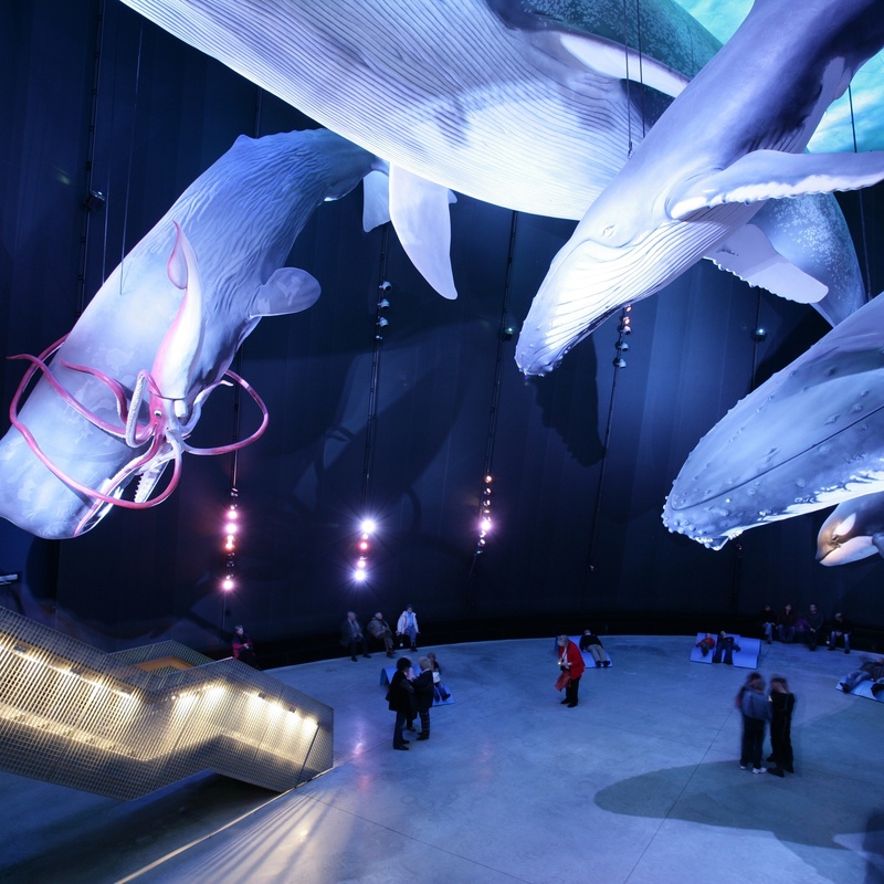 Riesen der Meere in der großen Halle des Ozeaneums
