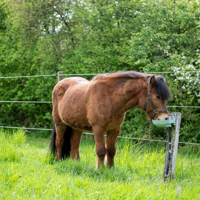 20 ha arrondierte Weidefläche für unsere Pferde