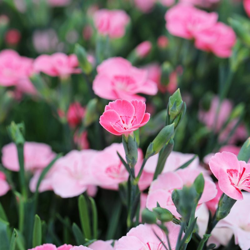 Urnengemeinschaftsgrab