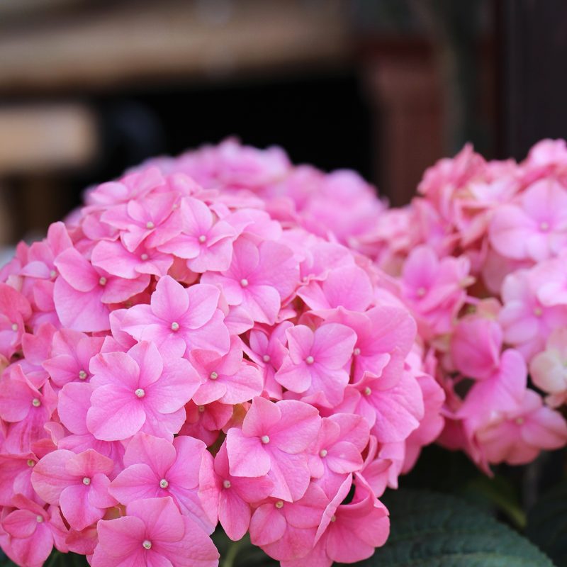 Urnengemeinschaftsgrab