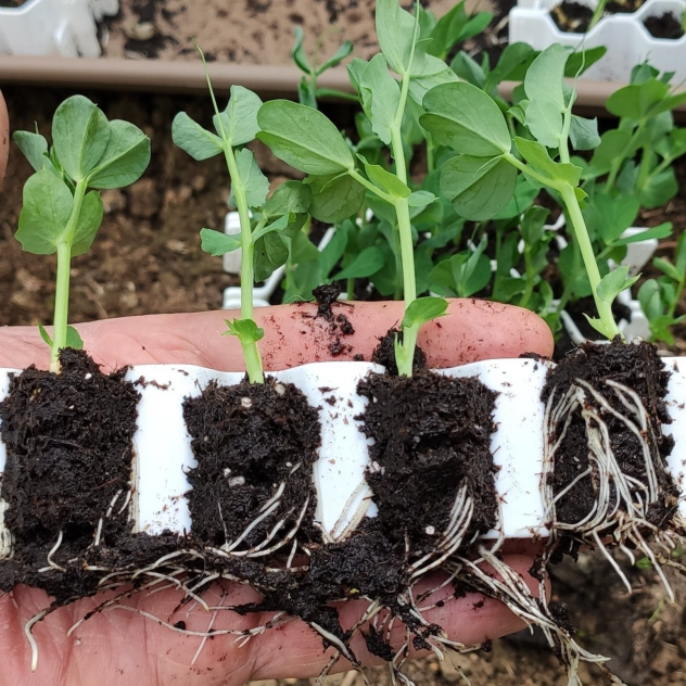 Germie : Kit de germination pour toujours réussir ses semis
