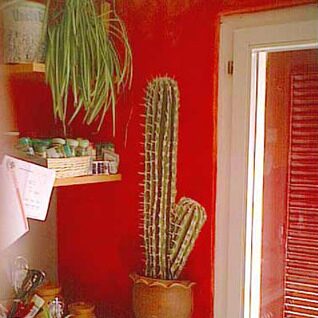 Küche mit roter Wand und großem Kaktus