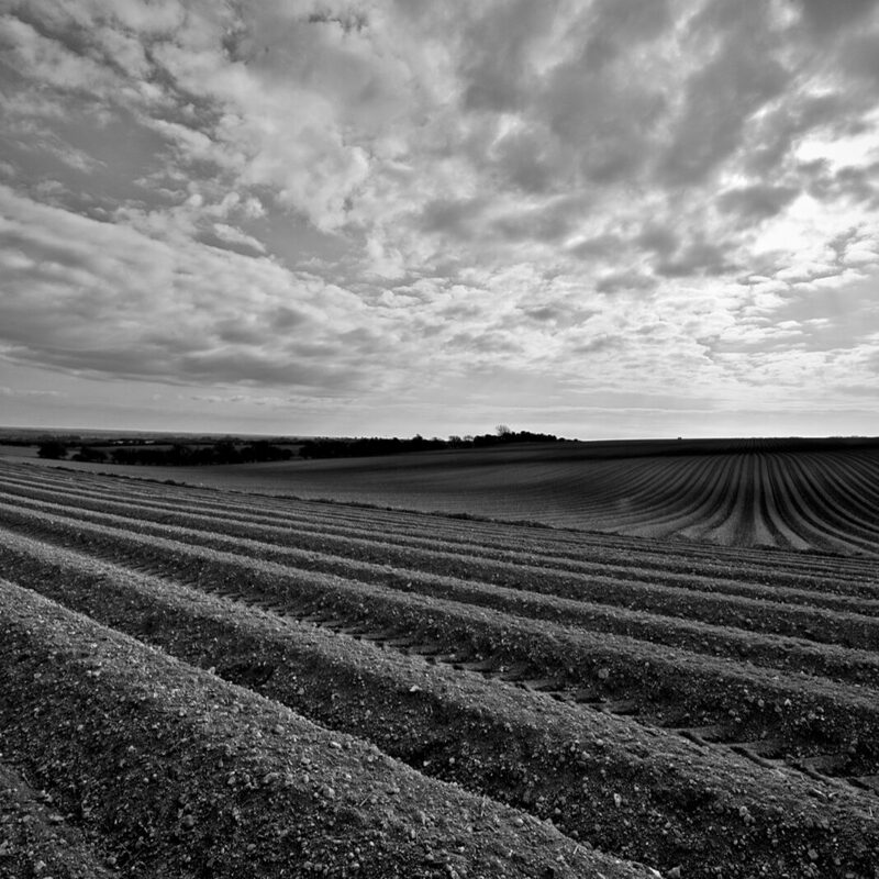 Furrows Towards Basingstoke