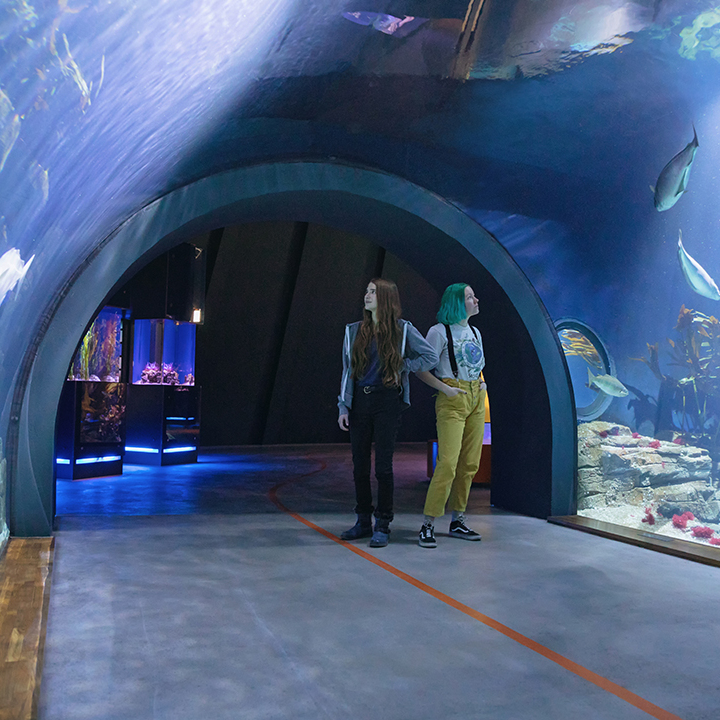 Der Helgolandtunnel des Ozeaneums