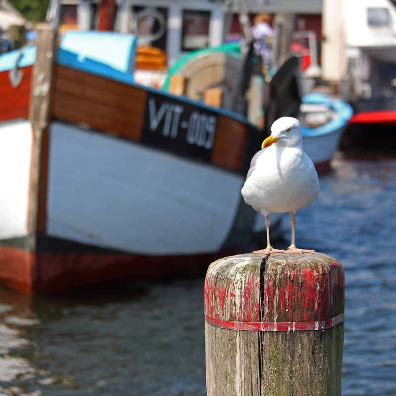 Möwe im Hafen von Lauterbach/Putbus