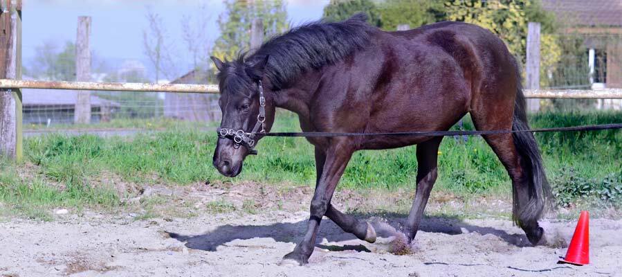 Islandpferd an der Longe auf einem Sandplatz