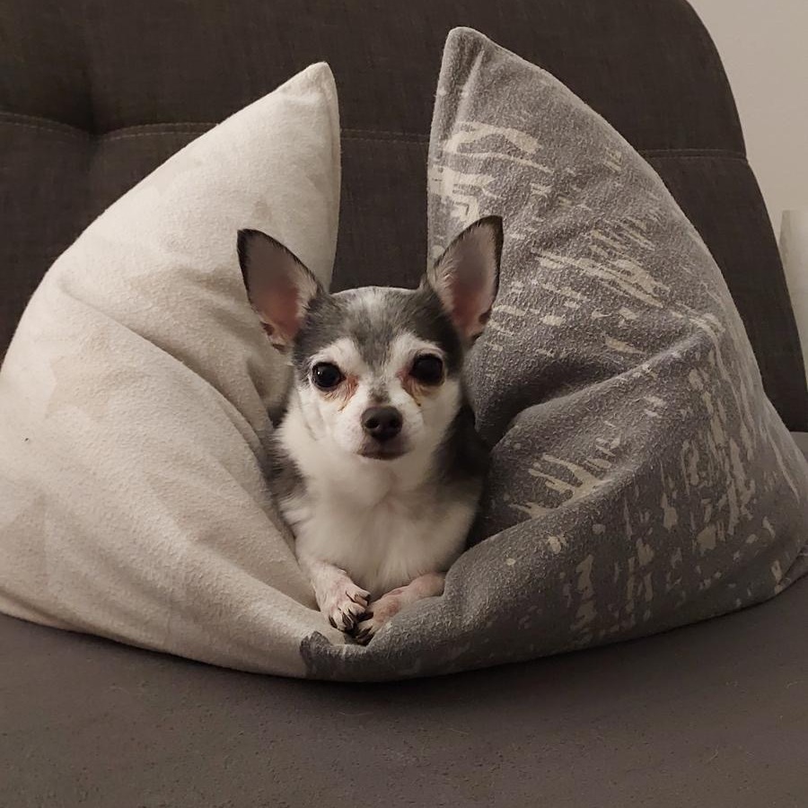 Herzklappenfehler/Keime/Hautpilz