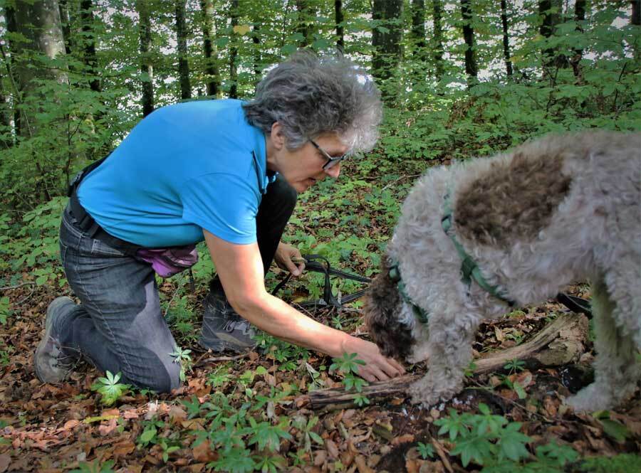 Ein Lagotto hat gerade einen Trüffel gefunden und seine Besitzerin holt ihn raus.