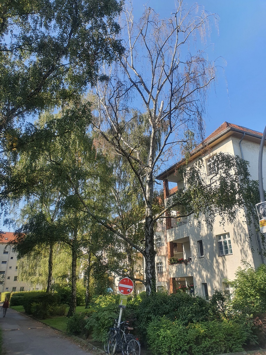 Baumkontrolle Berlin Brandenburg