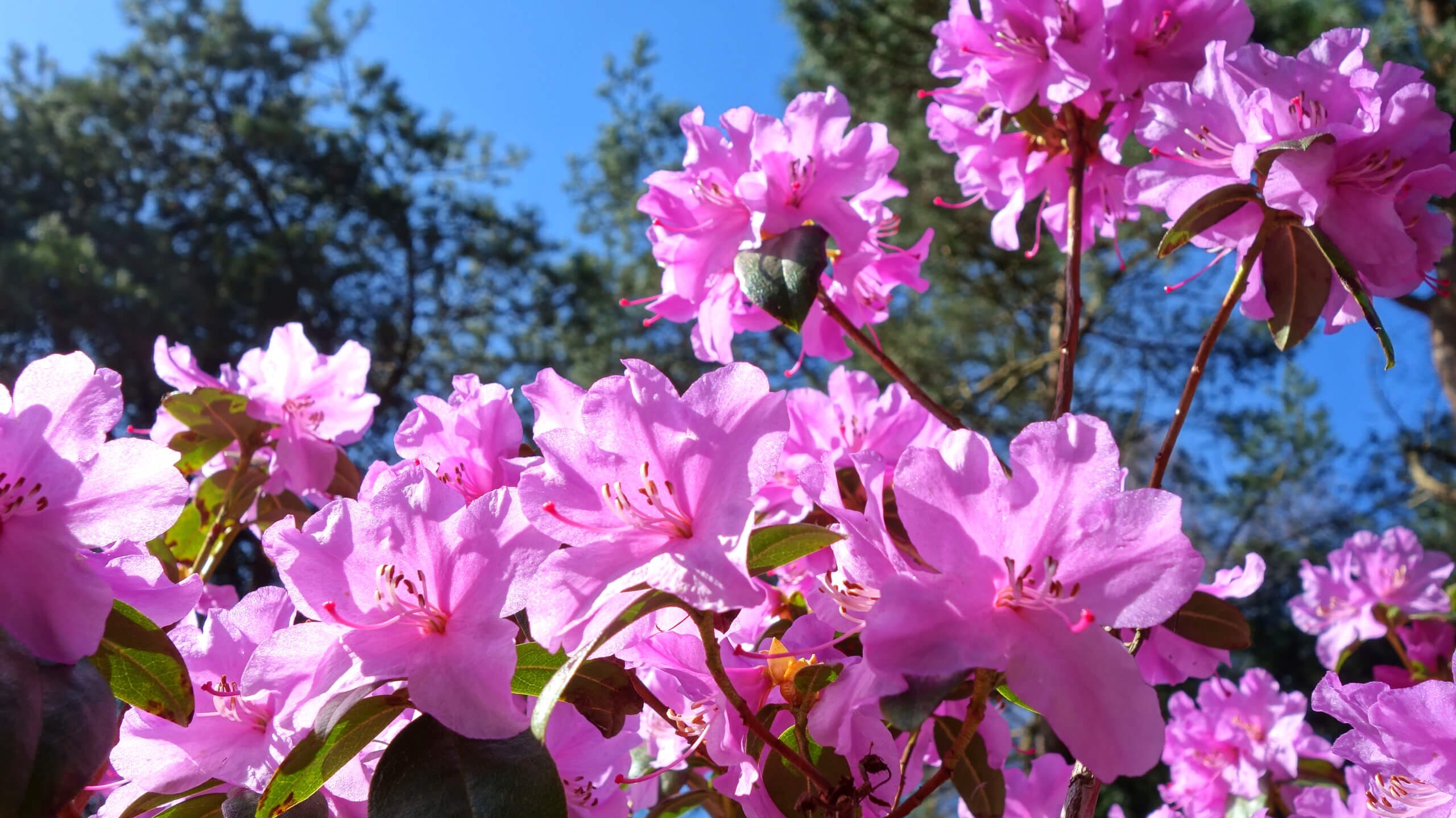 Rhododendron - Was muss im eigenen Garten beachtet werden - Was wchst denn  da? - Der Rissener